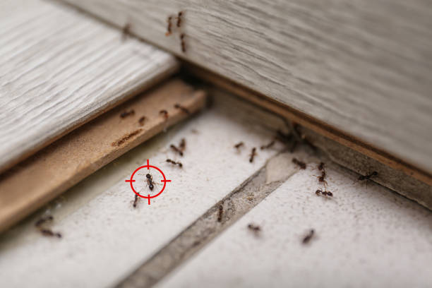 Best Insect Control  in Nevada, IA